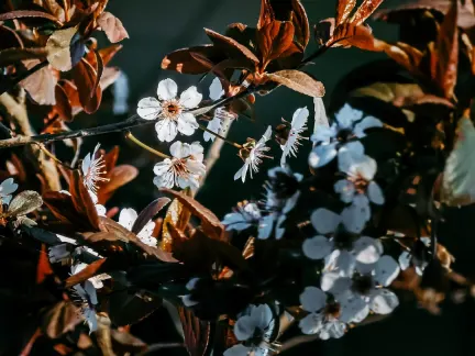 Glimmer Casino Mobiele App